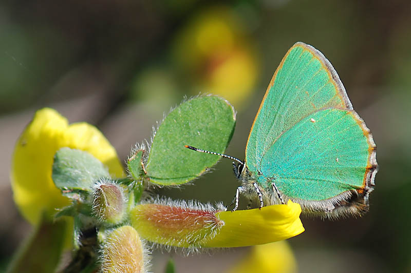 Luce di Primavera - Callophrys rubi